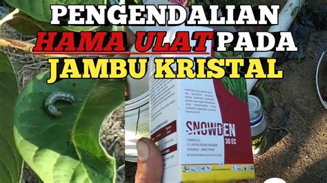 Pengendalian Hama Ulat Pada Jambu Biji Kristal YouTube