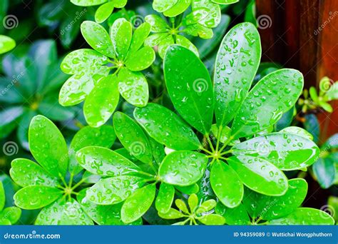 Hoja Verde Con Los Descensos Del Agua Para El Fondo Imagen De Archivo