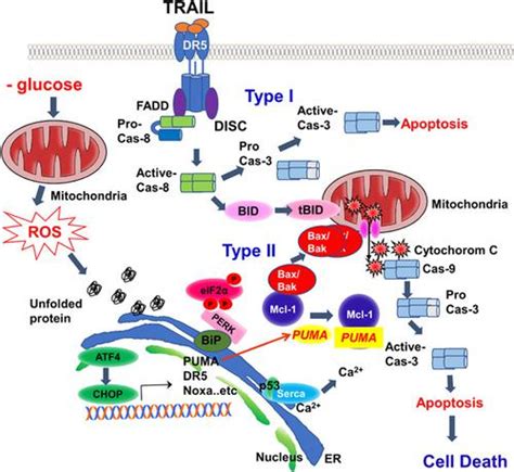 Glucose Deprivation Induced Endoplasmic Reticulum Stress Response Plays