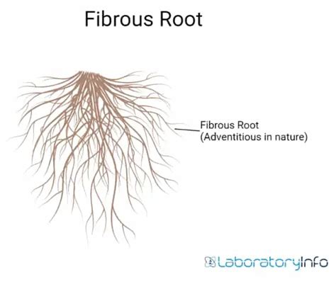 Taproot And Fibrous Root Diagram Definition Differences And Facts