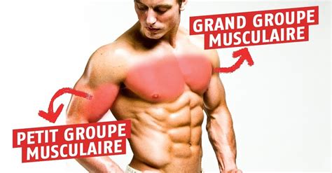 D Couvrez La Diff Rence Entre Les Grands Et Petits Groupes Musculaires