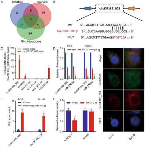 Circkif18b003 Acts As A Sponge Of Mir 370 3p A Schematic Illustration