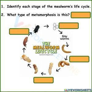 Free Printable & Interactive Mealworm Life Cycle Worksheets