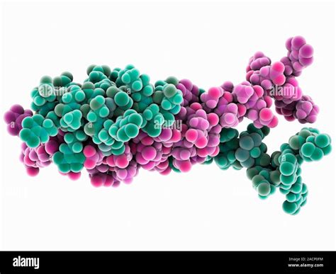 H Ns Chromatin Structuring Protein Molecular Model Of The