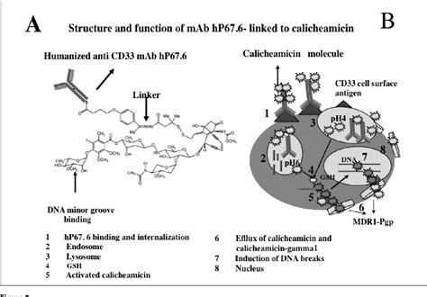 Figure From The Biology Of Mdr P Glycoprotein Mdr Pgp In