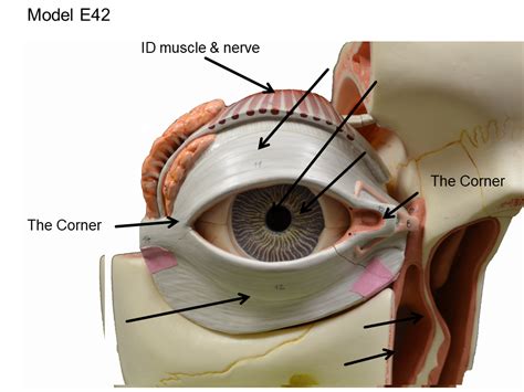 Eye Model E42 External Anterior View Diagram Quizlet