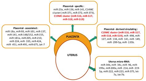 Ijms Free Full Text The Role Of Cluster C Mc In Pre Eclampsia