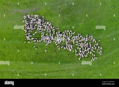 Aerial View Herd Sheep Hi Res Stock Photography And Images Alamy