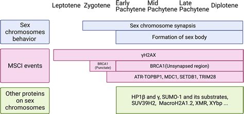 Frontiers A Hypothesis Linking Phase Separation To Meiotic Sex Chromosome Inactivation And