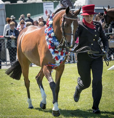 Maxwellton Penelope Pitstop Penelope Johnstone Nz Horse And Pony