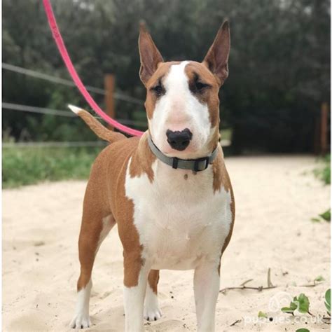 Bull Terrier Breed Information | Owner’s Guide | Tips | Facts