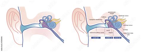 human ear anatomy vector diagram Stock Vector | Adobe Stock