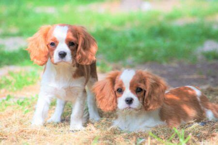 Teacup Cavalier King Charles Spaniel: A Comprehensive Guide