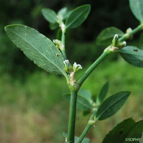 La Renouée des oiseaux - Polygonum aviculare subsp. aviculare - quelle ...