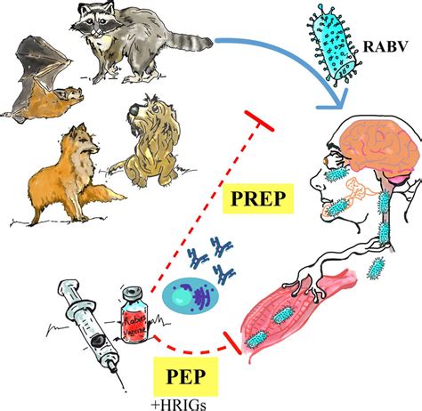 Rabies Symptoms Causes Treatment And Prevention By 58 OFF