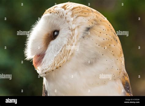 Side Of Owl Face Hi Res Stock Photography And Images Alamy