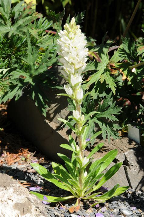 Campanula Thyrsoides Les Alpines Au Qu Bec