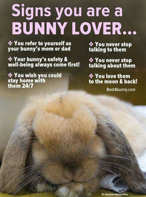 Pin By 💀waterfall 💀naturechild Phoe On Bunny Quotes Pet Bunny Rabbits