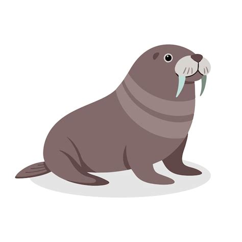 Premium Vector Walrus Animal Flat Vector Illustration On White Background