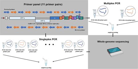 Frontiers Rapid And Sensitive Amplicon Based Genome Sequencing Of