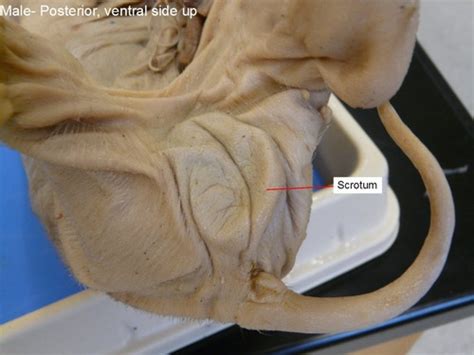 Bio Fetal Pig Dissection Flashcards Quizlet