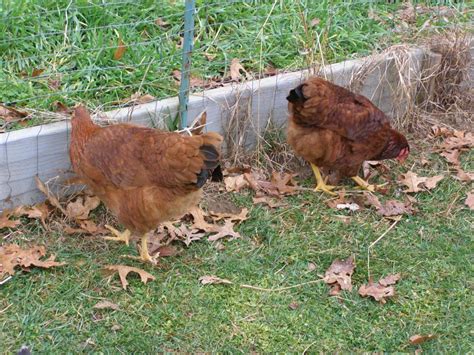 New Hampshire Red Backyard Chickens Learn How To Raise Chickens