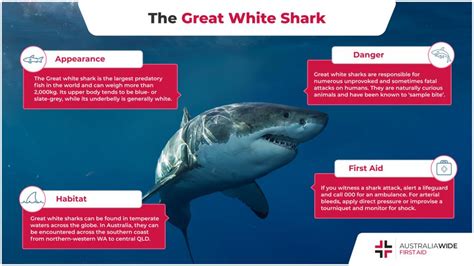 The Great White Shark Deadly Marine Life