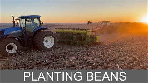 BEANS SOYBEAN CROP PLANTING SUMMER 2023 2024 BEGINNING OF THE