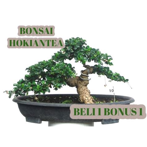 Jual Bibit Bonsai Hokiantea Shopee Indonesia