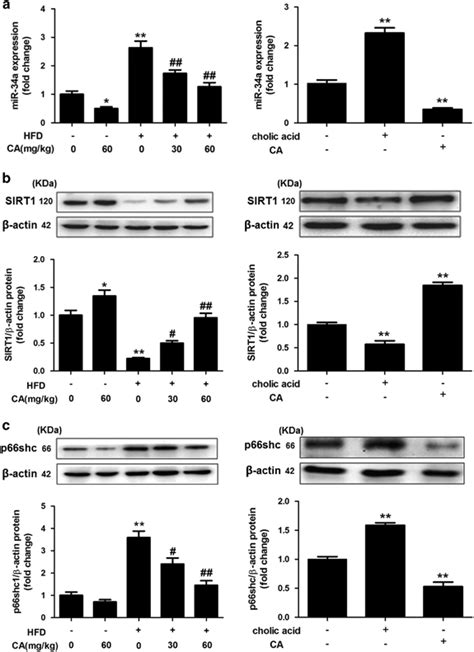 Ca Decreases Mir 34a Expression And Activates The Sirt1p66shc Pathway Download Scientific