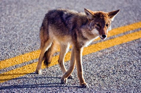 Central Texas Wildlife: Which Are Friends or Foes of Your Pet's? – Tomlinson's Feed