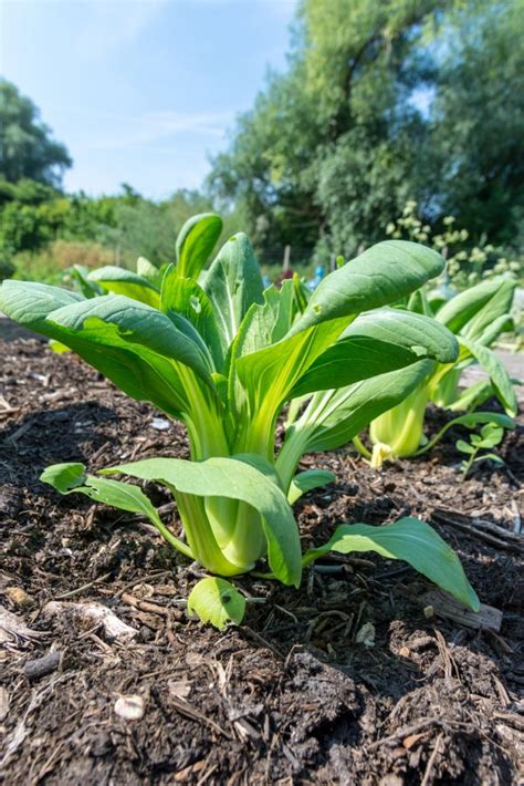 Bok Choy Care How To Grow And Harvest Bok Choy