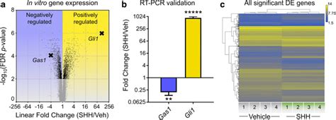 Identification Of Shh Regulated Genes In Cnccs In Vitro A Volcano Plot