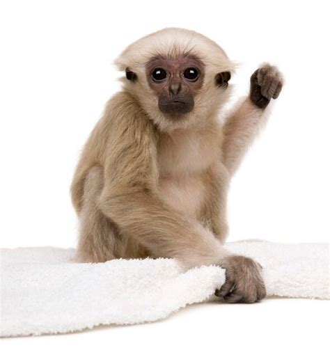 Premium Photo Young Pileated Gibbon Hylobates Pileatus Sitting
