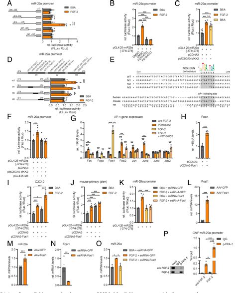 Figure From Fgf Dependent Signaling Activated In Aged Human