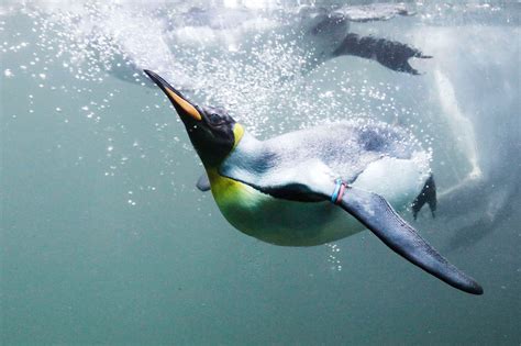 Why Do Seals Keep Trying To Have Sex With Penguins The Washington Post