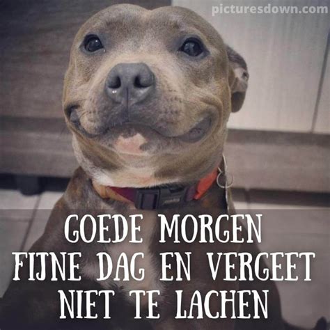 Grappige Goedemorgen Plaatje Hond