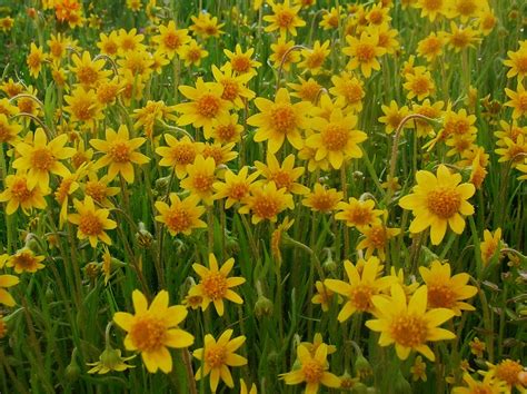 Lasthenia Californica California Goldfields Lasthenia Cal Flickr