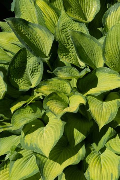 Hosta Paul S Glory Plantain Lily Paul S Glory New York Plants Hq