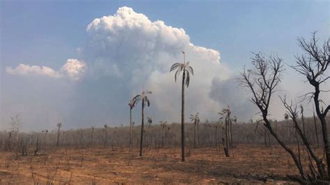 Bolivia Incendios Forestales No Dan Tregua Y Daños A La Fauna Y Flora