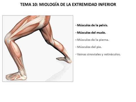 Tema Miologia De La Extremidad Inferior Musculos Pelvicos Y