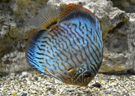 Discus For Aquarium Saltwater Fish Stock Photo Image Of Marine Plant