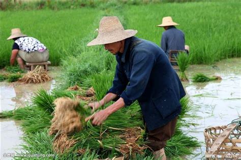 農村年輕人的出路在哪裡？為什麼我們都很迷芒？ 每日頭條