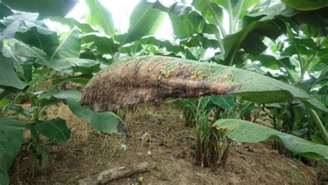 Nuevos Registro De Seipasa Para Biocontrol En Banano Seipasa