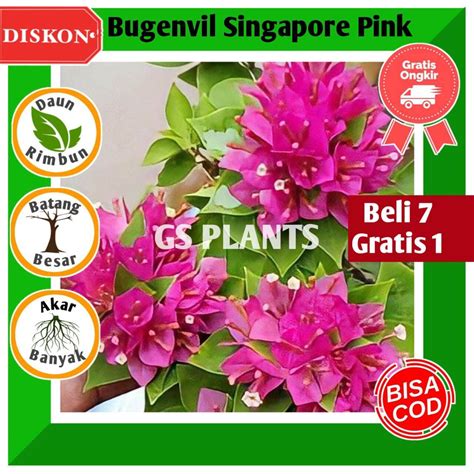 Jual Bibit Tanaman Hias Bugenvil Bunga Kertas Singapore Pink