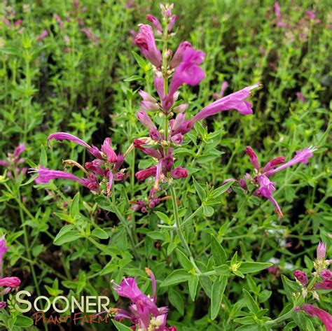 Sunset Hyssop Sooner Plant Farm