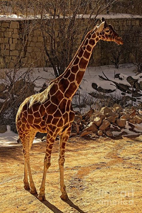 Golden Giraffe Photograph By Linda Carol Case Fine Art America