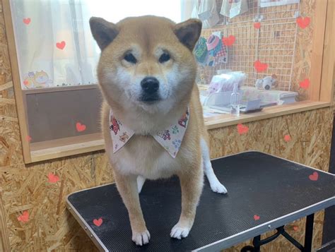 【本日のお客様】ララちゃん【柴犬】 ⭐秋田県湯沢市 トリミングサロン かわつら⭐