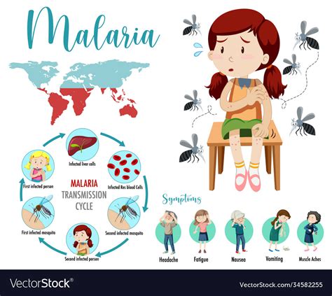 Malaria Transmission Cycle And Symptom Royalty Free Vector