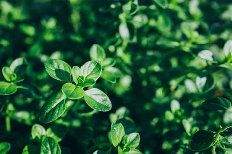 Planta de tomillo que crece en el jardín de hierbas orgánicas fondo de